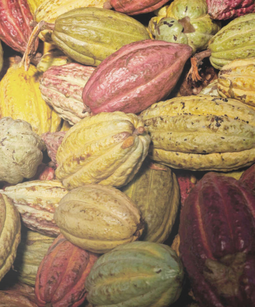 Cacao Fruit Couverture Felchlin: cacao puro e sostenibile