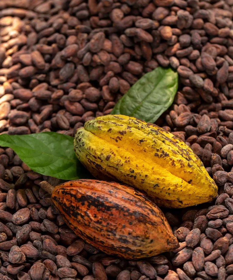 la sostenibilità del cacao felchlin maison dolci
